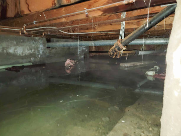 Best Sewage cleanup and water damage restoration  in Mclouth, KS